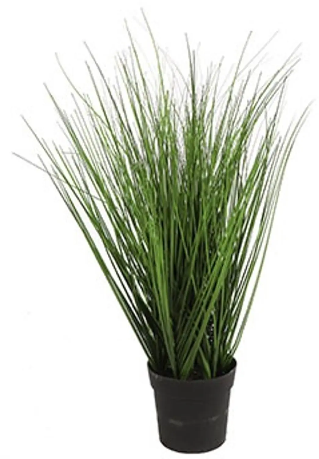 Countryfield Plant Poaceae S Groen 40 cm