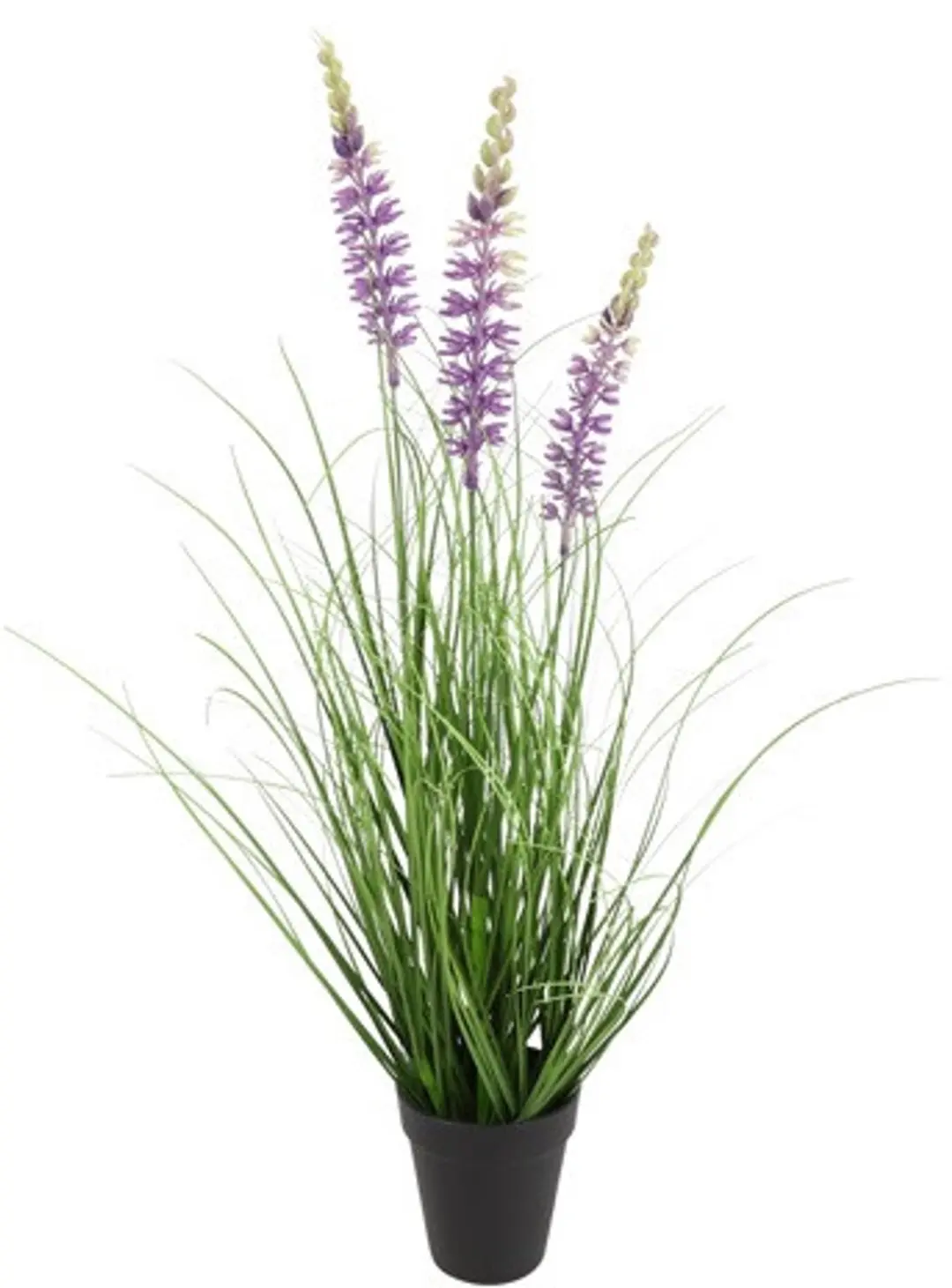 Countryfield Plant Lavendula Paars 61 cm