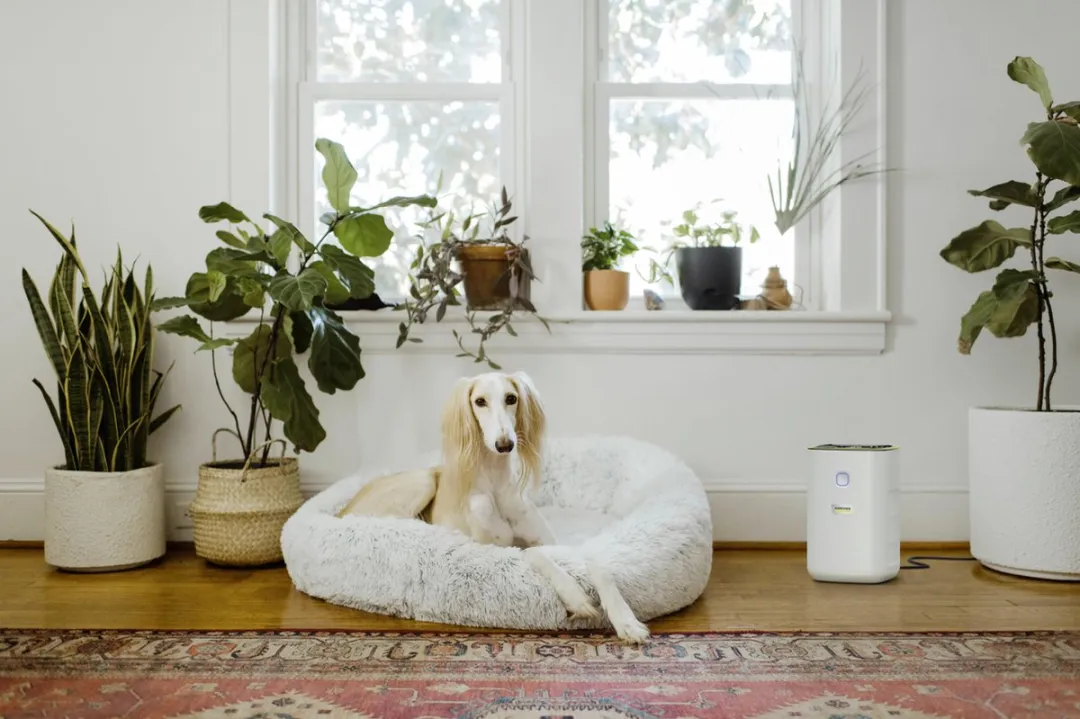 Kärcher Luchtreiniger AF 20 Set - luchtverplaatsing: 220 m³/h - ruimtegrootte: 20 m² - Inclusief extra filterset