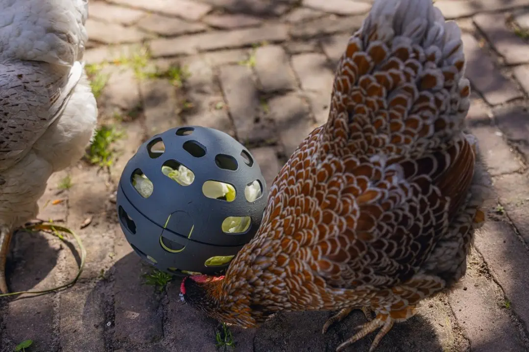 Beeztees Snackbal Kip - Grijs 15 cm - afbeelding 5 van 6