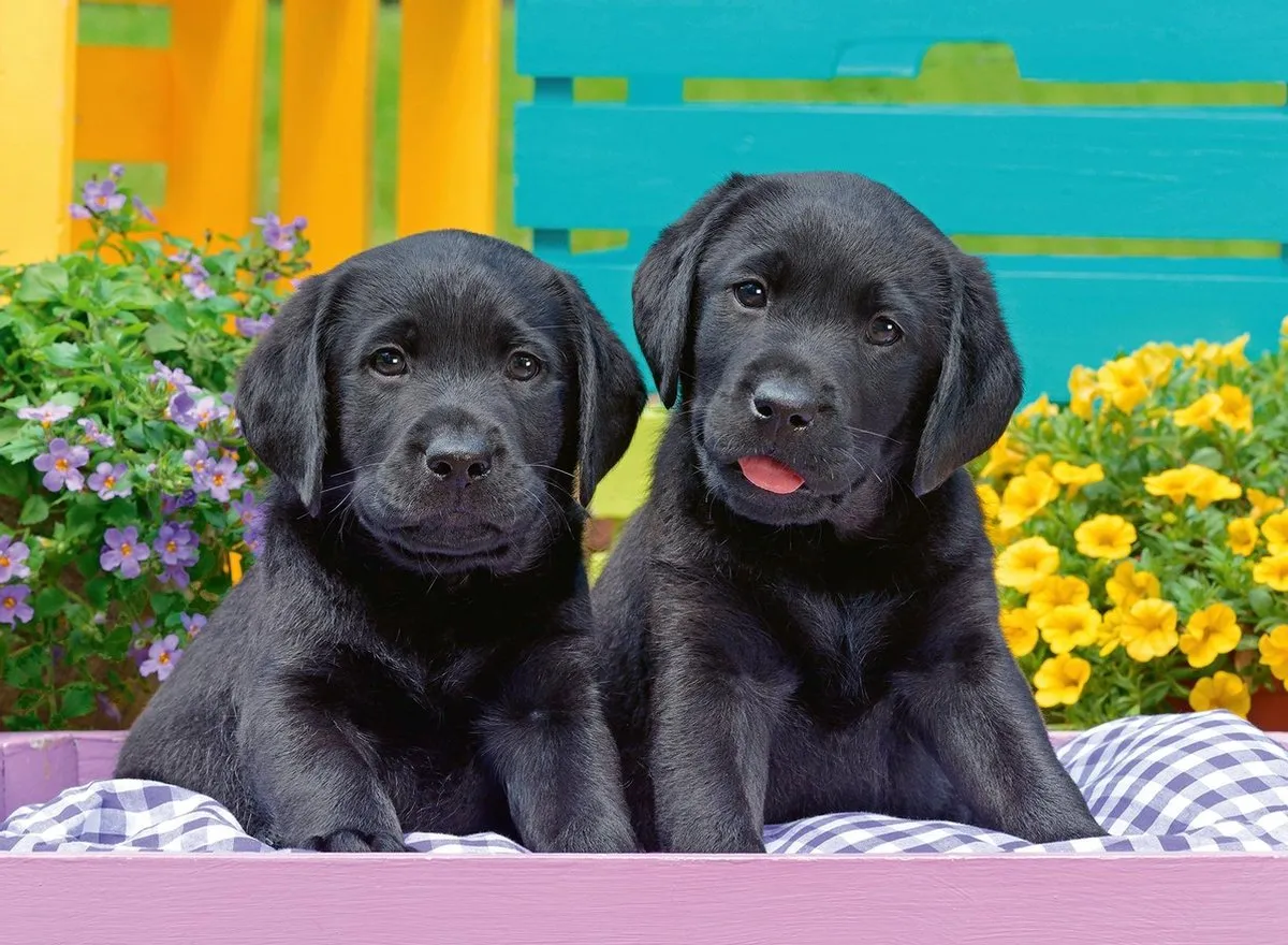 Ravensburger puzzel Zwarte labradors - Legpuzzel - 300 stukjes