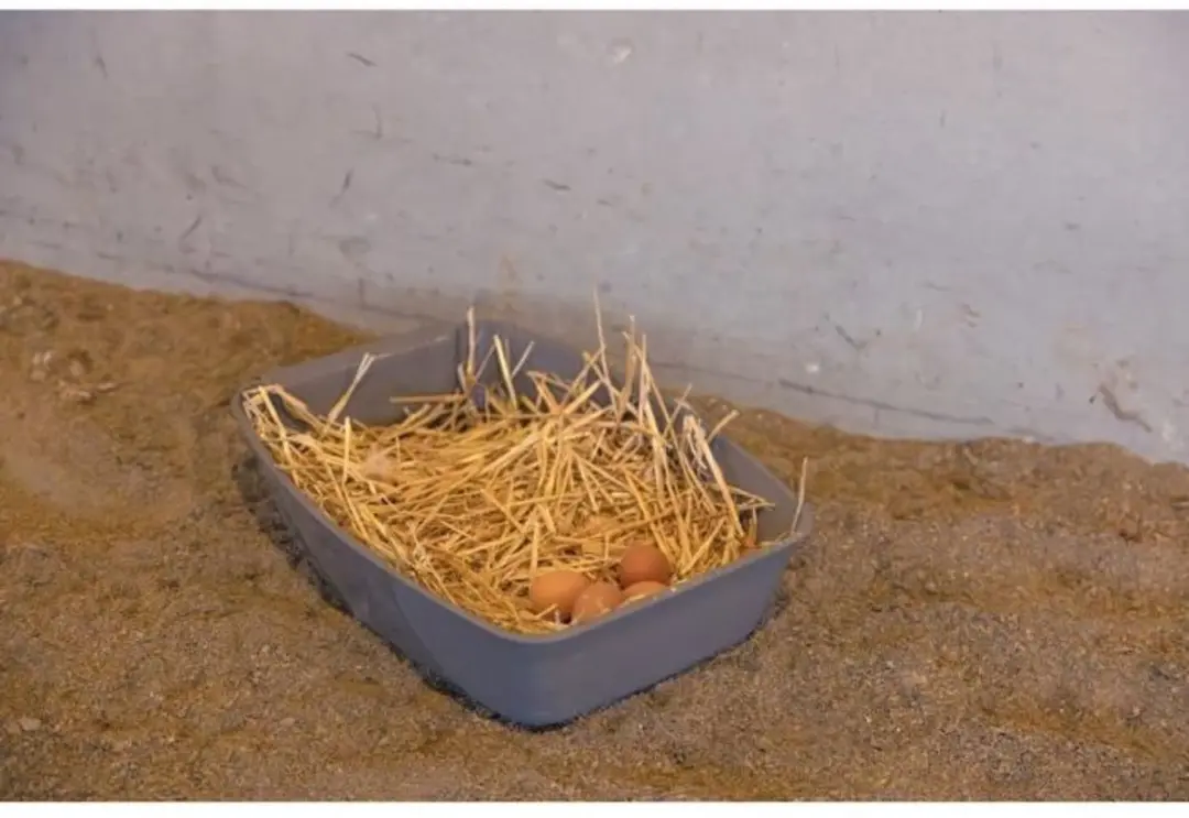 Kerbl Legnest voor Kippen 52x39x39cm - afbeelding 5 van 5