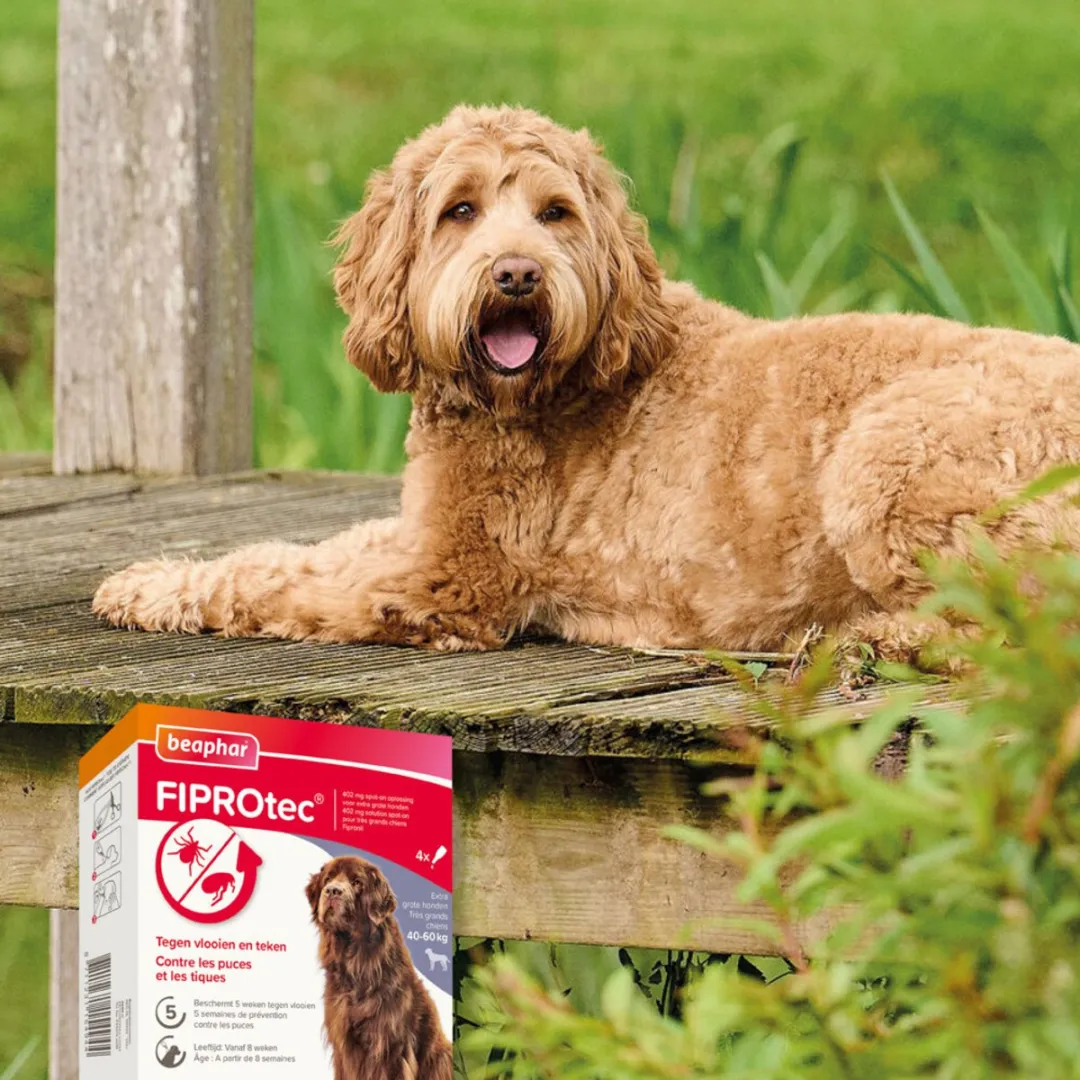 Beaphar Fiprotec Anti Teken- & Vlooiendruppels Hond 40-60kg - 2x4 Stuks