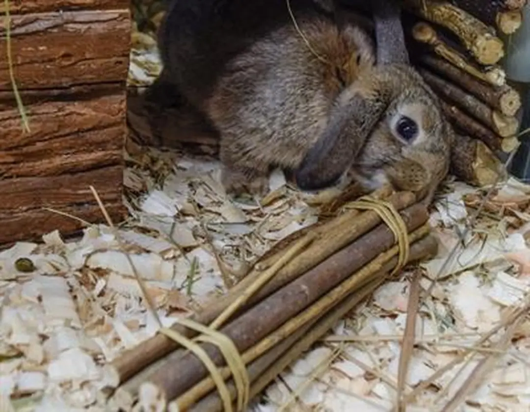 Happy Pet Willow Sticks 26cm - afbeelding 2 van 4