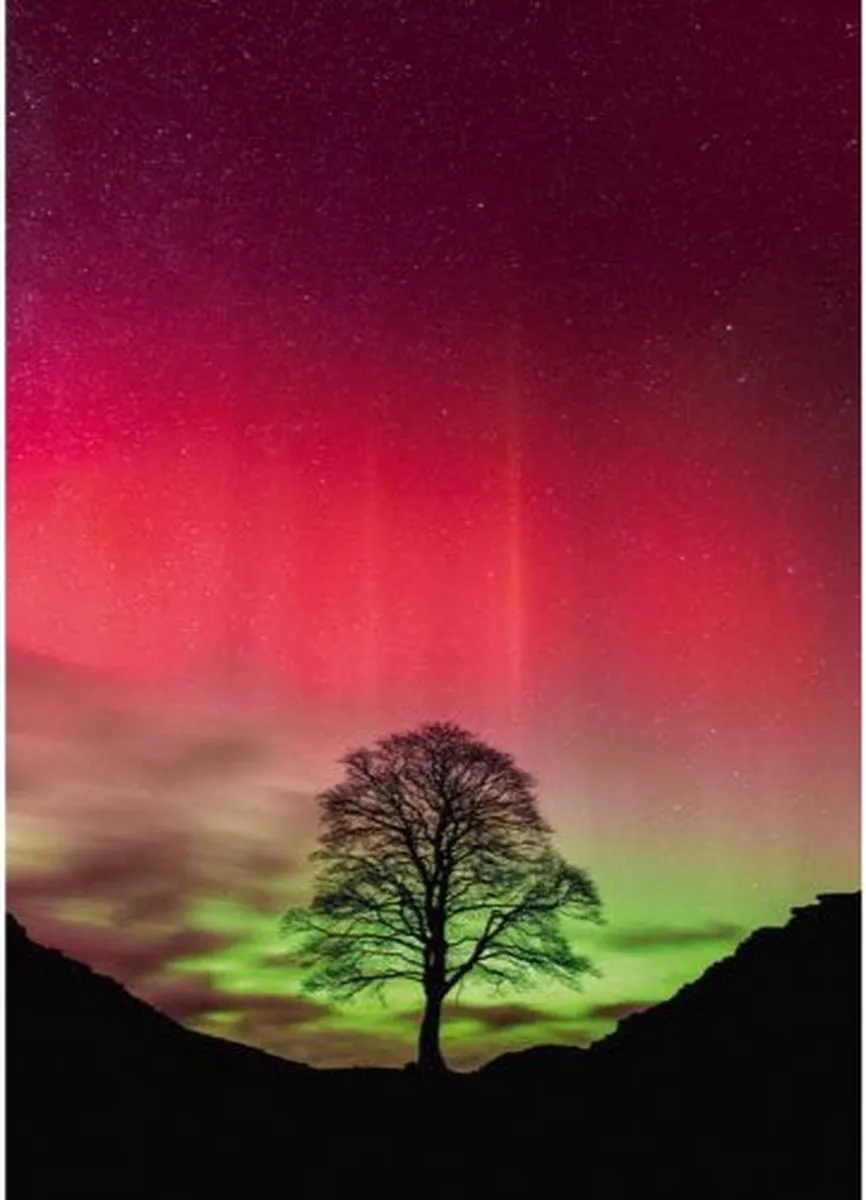 Heye Sycamore Gap Puzzel 1000 Stuks