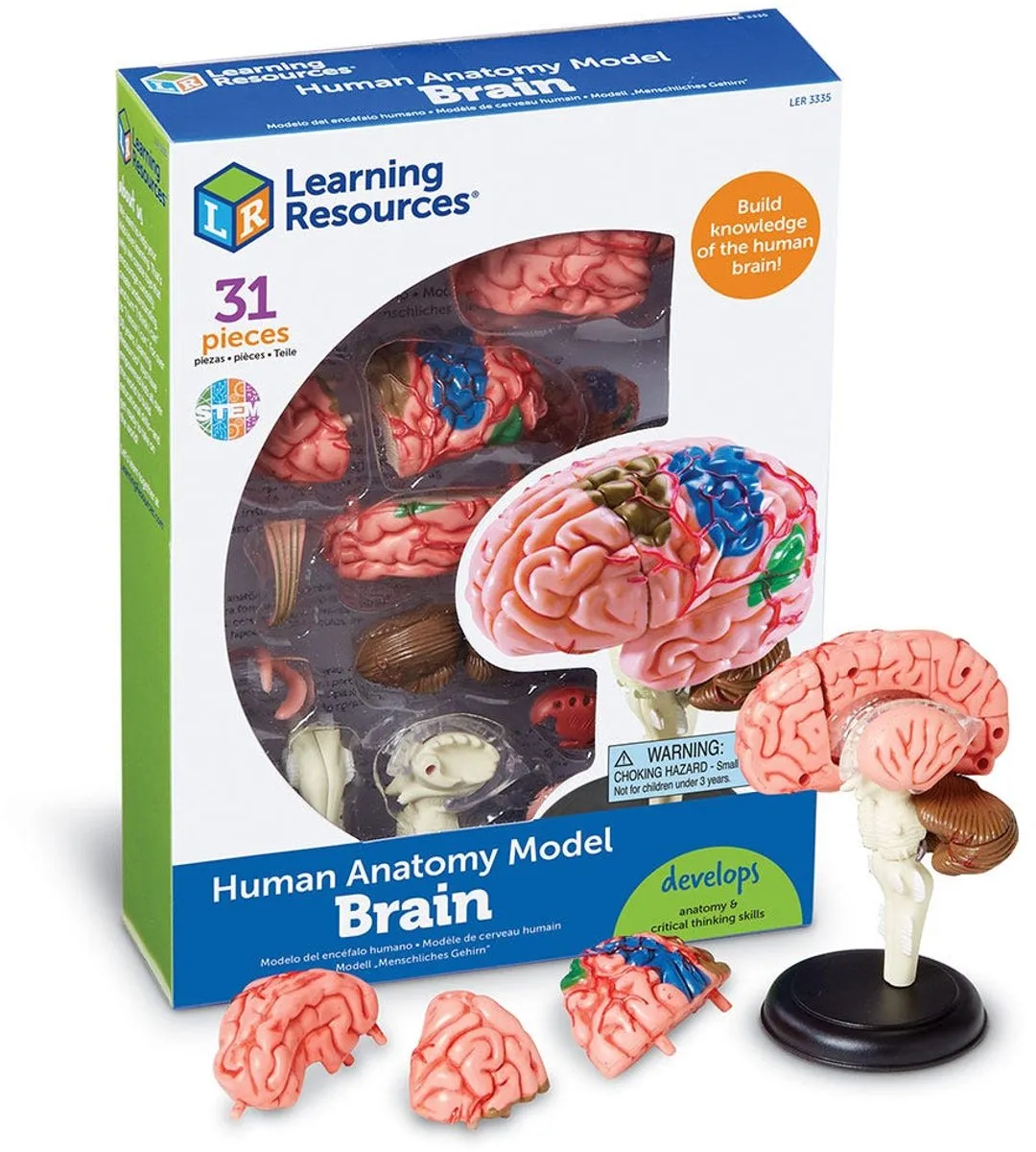 Learning Resources Anatomie Model Hersenen 950LER3335 - Multicolor - afbeelding 6 van 6