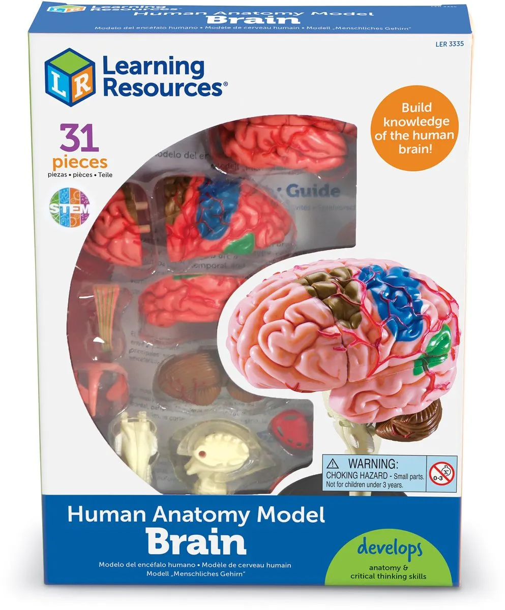 Learning Resources Anatomie Model Hersenen 950LER3335