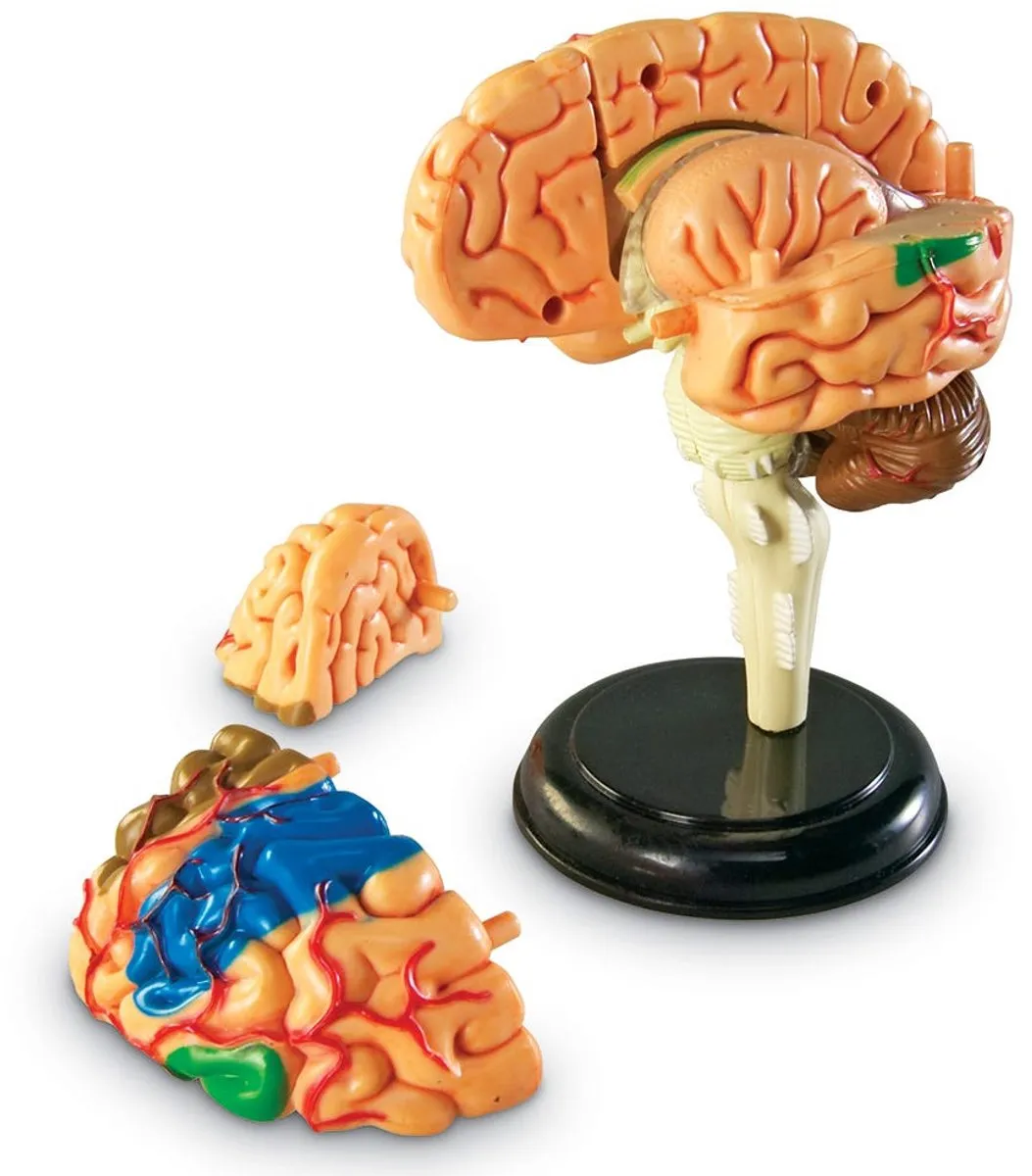 Learning Resources Anatomie Model Hersenen 950LER3335 - Multicolor