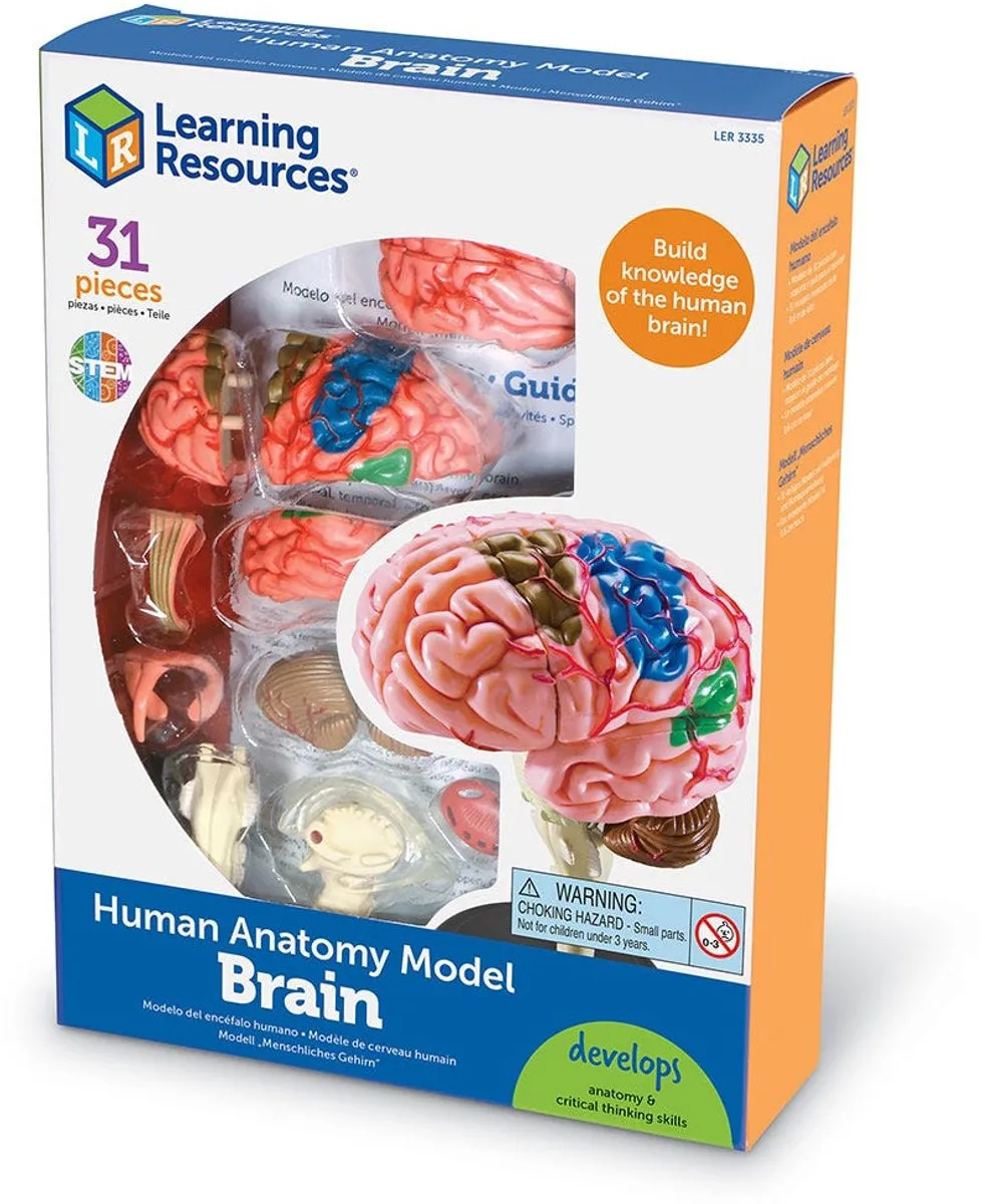 Learning Resources Anatomie Model Hersenen 950LER3335 - Multicolor