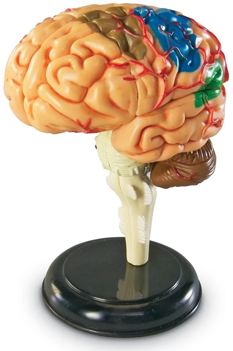 Learning Resources Anatomie Model Hersenen 950LER3335 - Multicolor