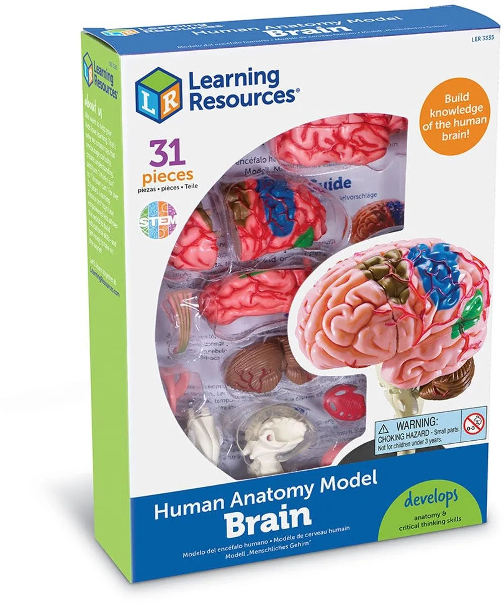 Learning Resources Anatomie Model Hersenen 950LER3335 - Multicolor