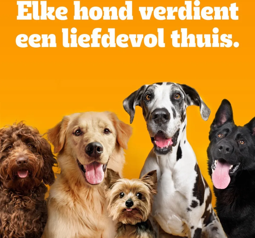 Pedigree Markies Original Hondensnacks 12x500g