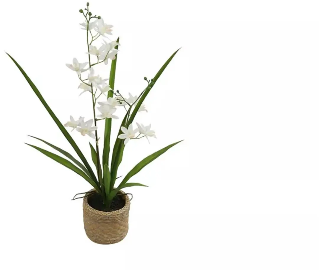 Phalaenopsis i/pot l34b34h54 wit
