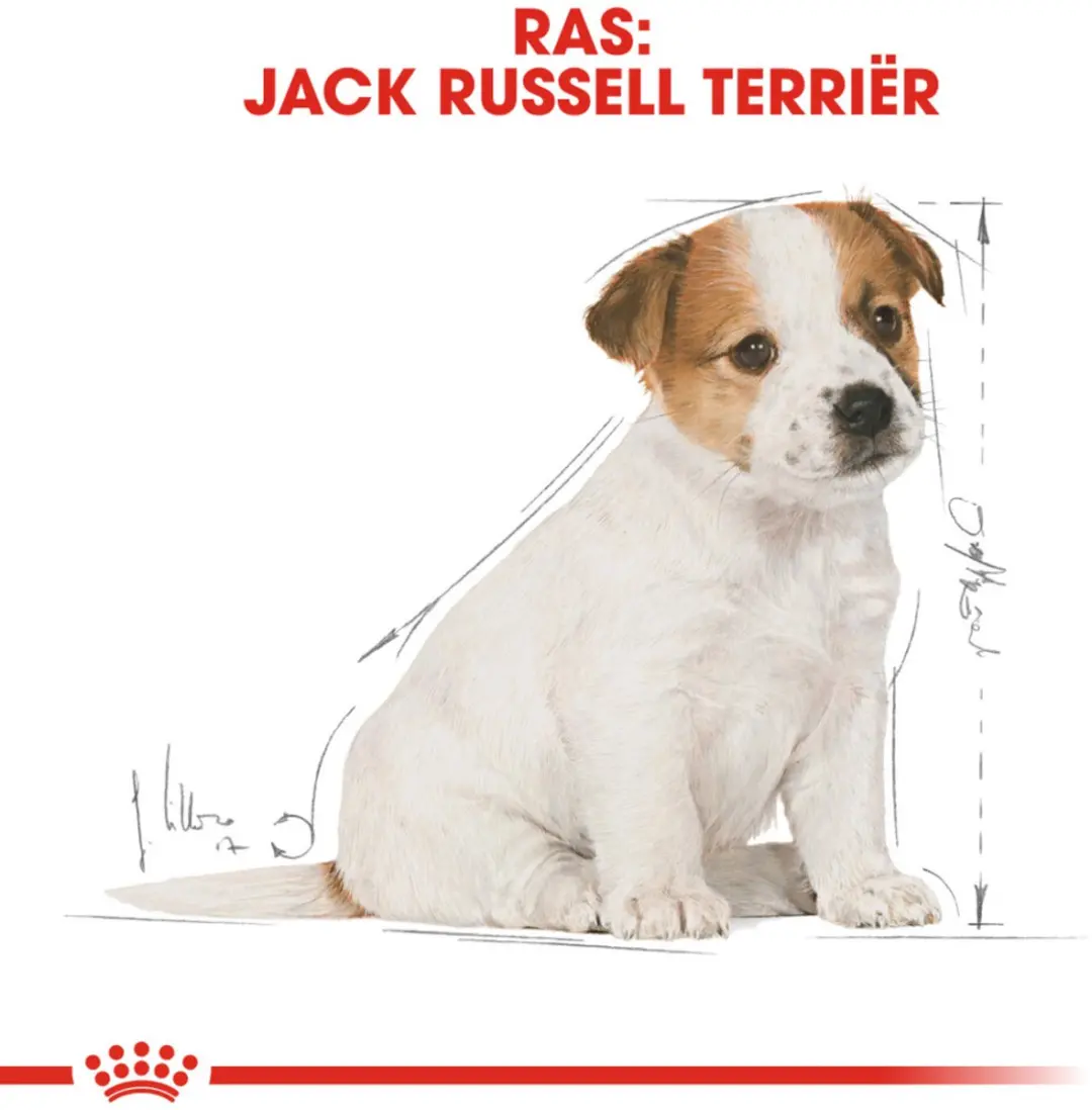 Royal Canin Jack Russell Puppy Hondenvoer Droog - 4x 3kg - afbeelding 2 van 5