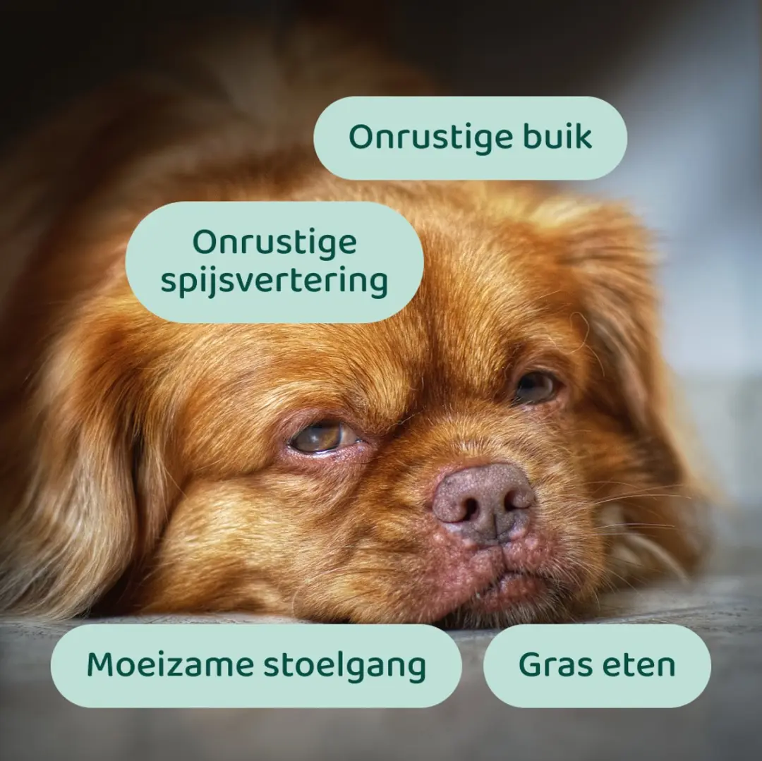 DogSuppy Probiotica Forte Poeder - 30 schepjes - afbeelding 3 van 6
