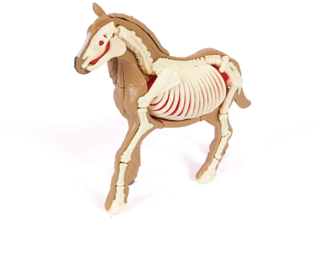 PIA Soft Toys 3D Anatomie Paard - Bruin/Wit