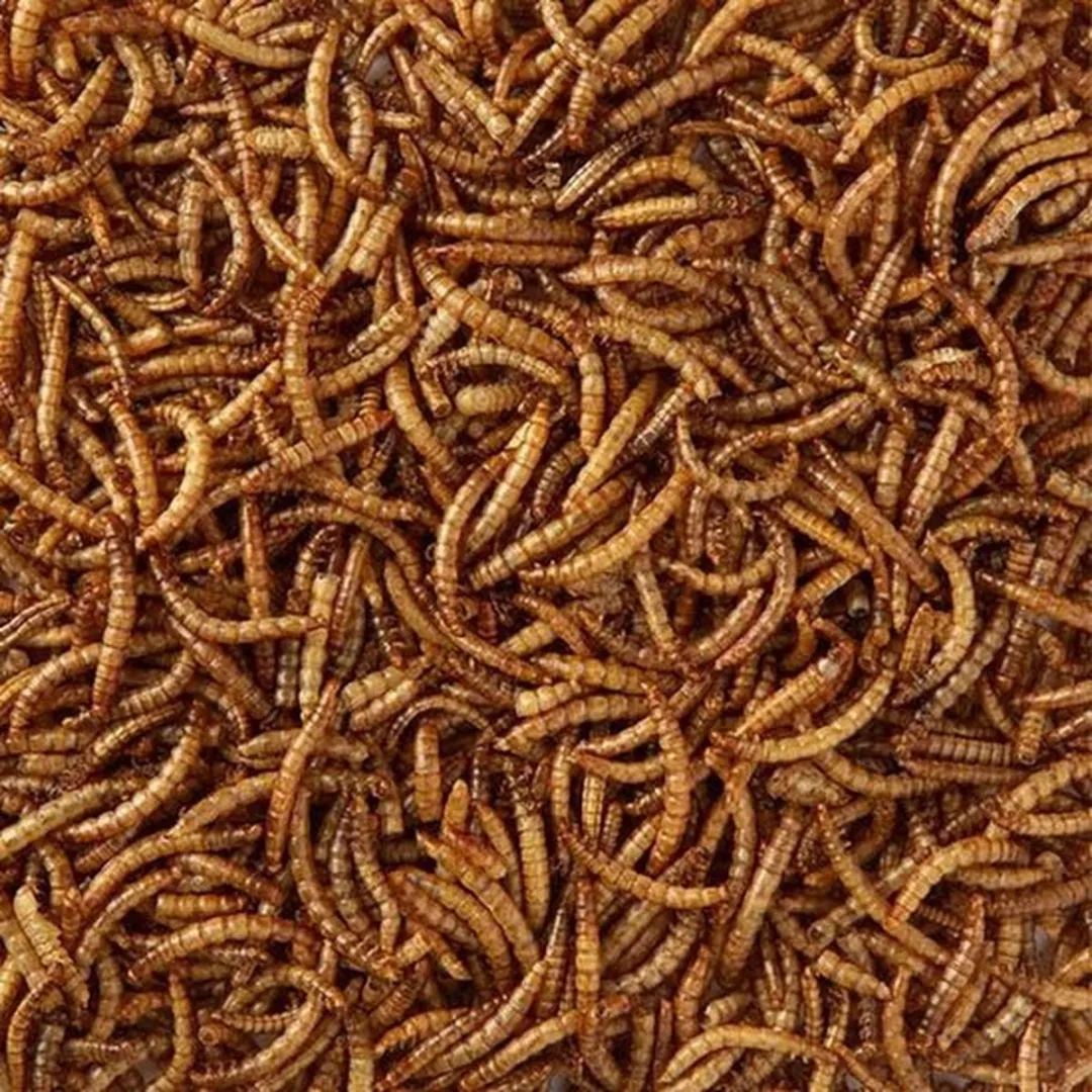 Topdiervoeding Meelwormen Gedroogd Vogelvoer 10kg
