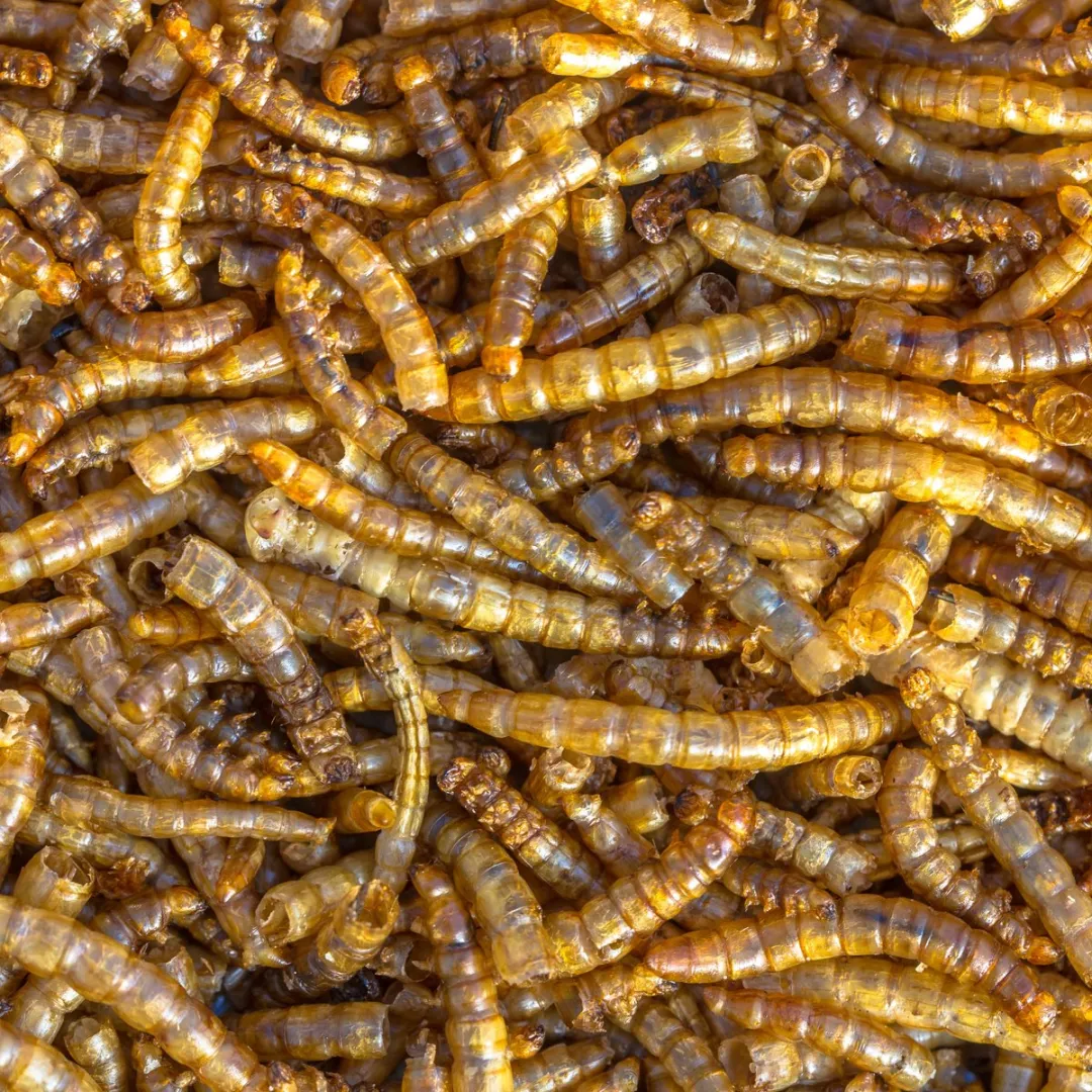 Topdiervoeding Meelwormen Gedroogd Vogelvoer 10kg