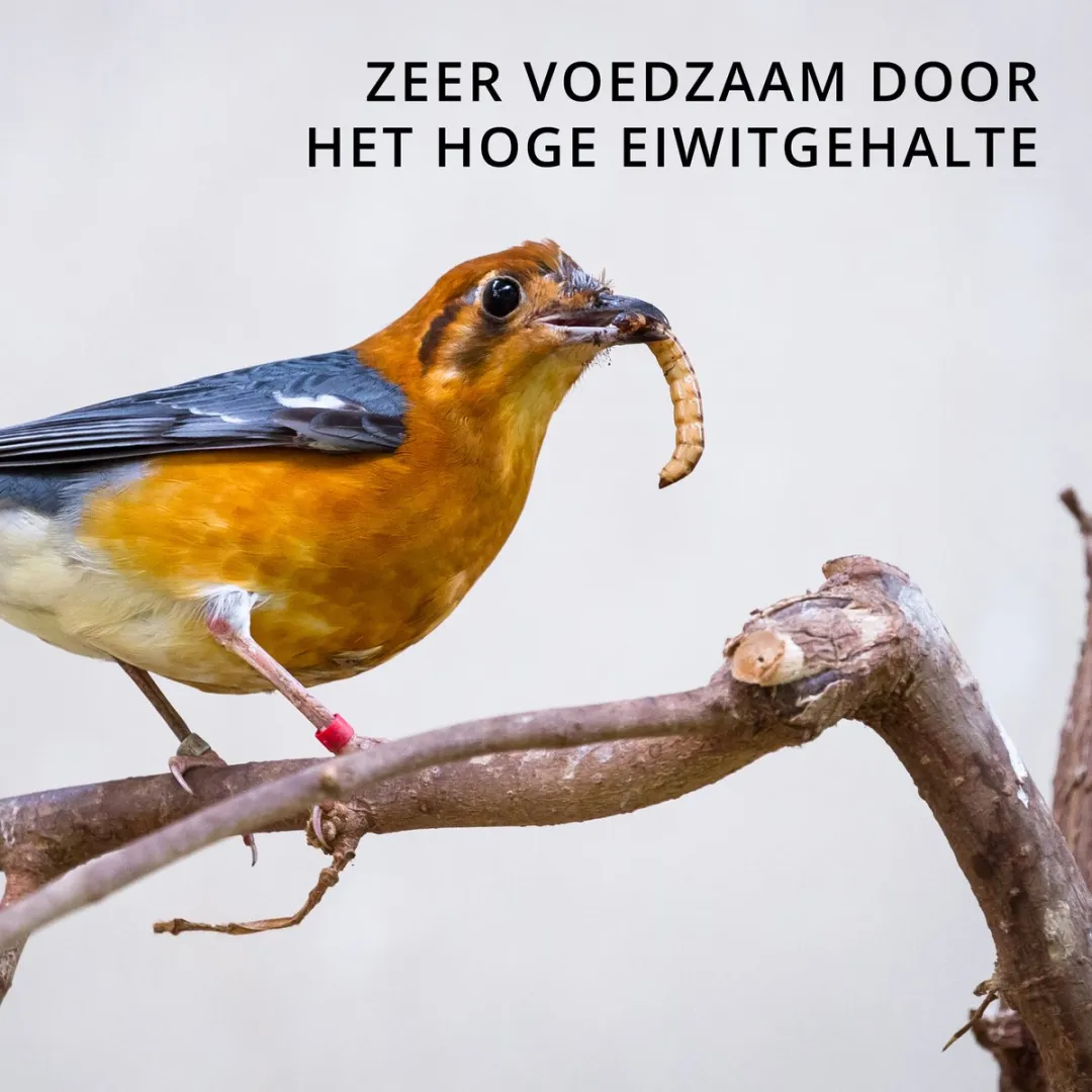 Topdiervoeding Meelwormen Gedroogd Vogelvoer 10kg