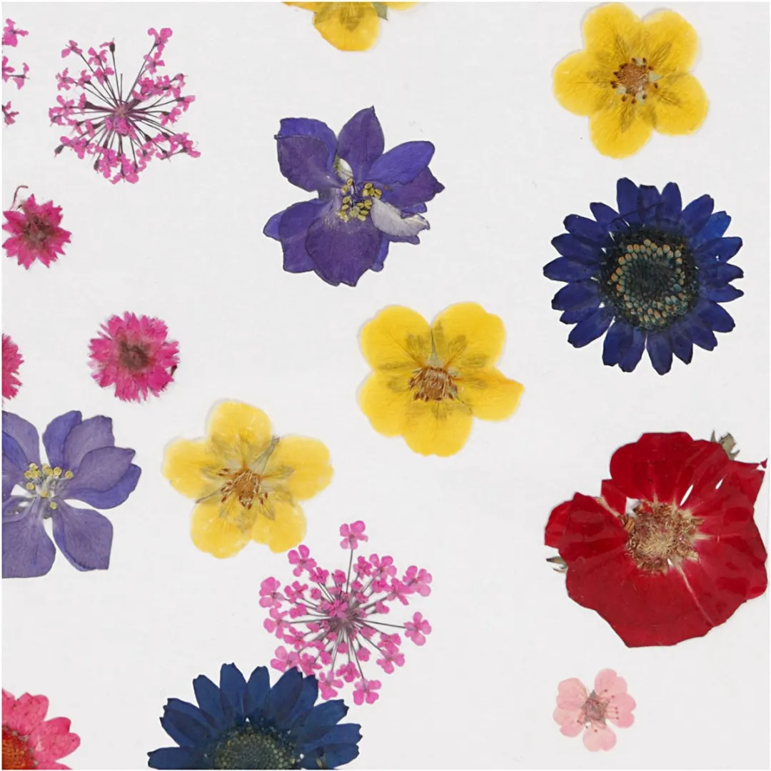 Creativ Company Gedroogde Bloemen & Bladeren - 19 Stuks Multikleur
