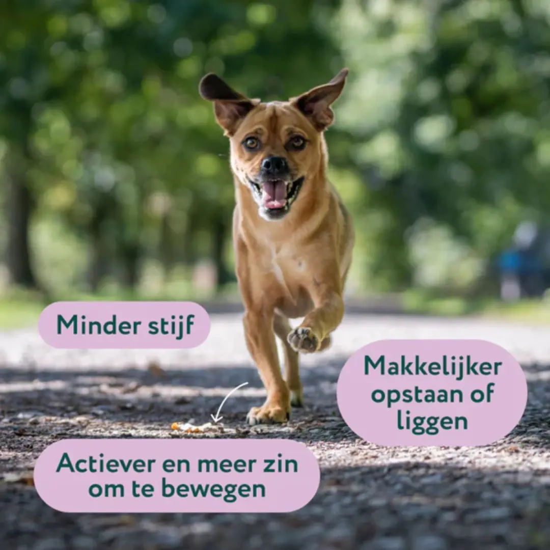 DogSuppy Glucosamine Snoepjes Hond - 180g - 60 stuks - afbeelding 2 van 6