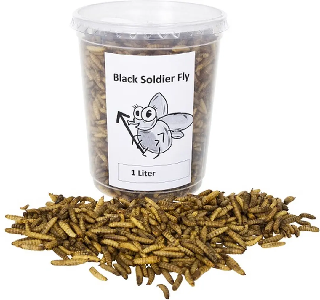 Black soldier fly