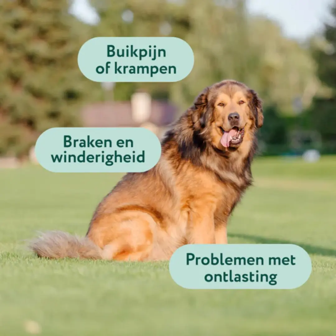 DogSuppy Probiotica Forte Grote Hond - 90 snoepjes - afbeelding 5 van 6