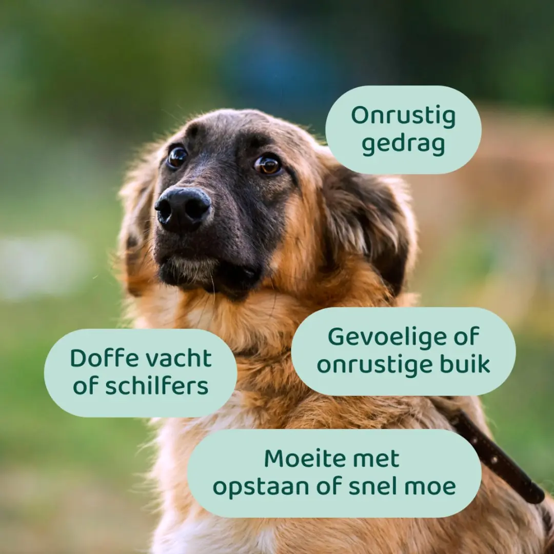 DogSuppy Hennepzaadolie Hond 250ml - afbeelding 3 van 6