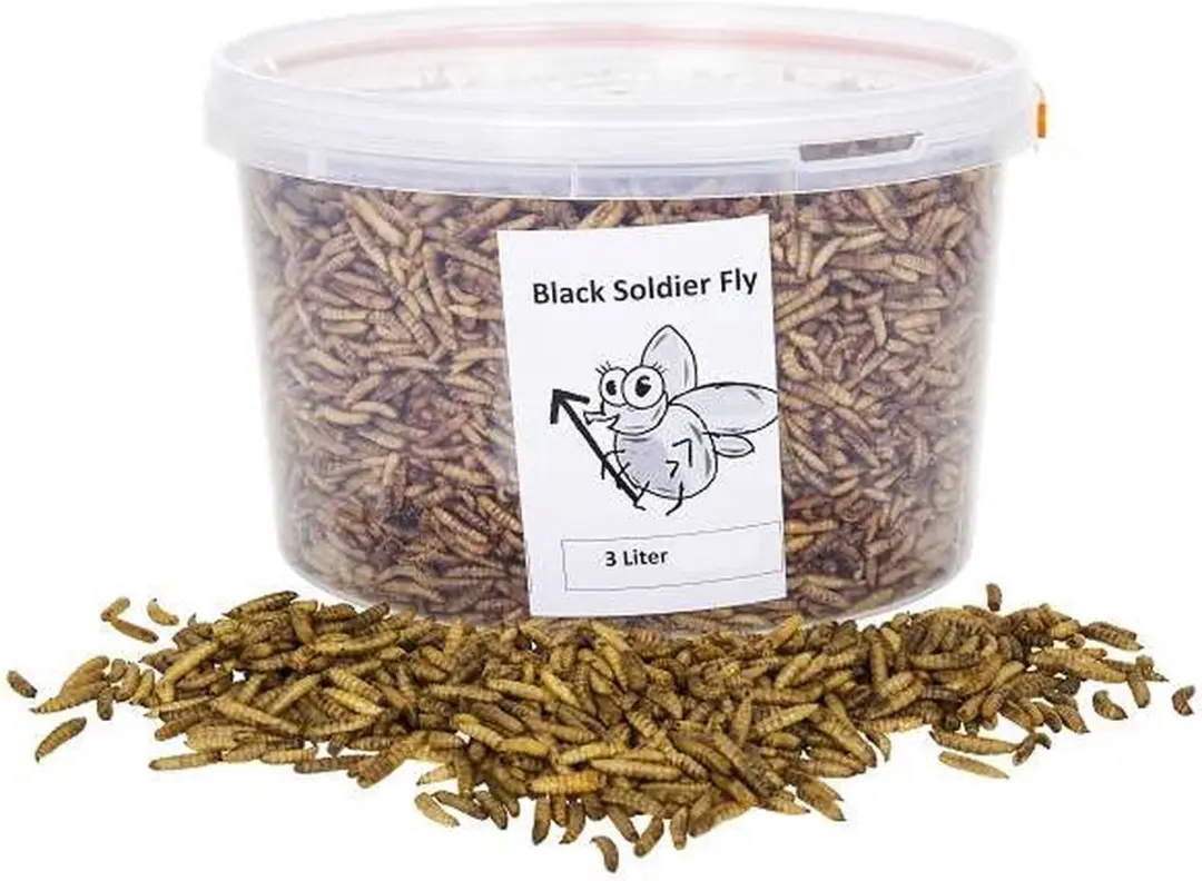 Black soldier fly