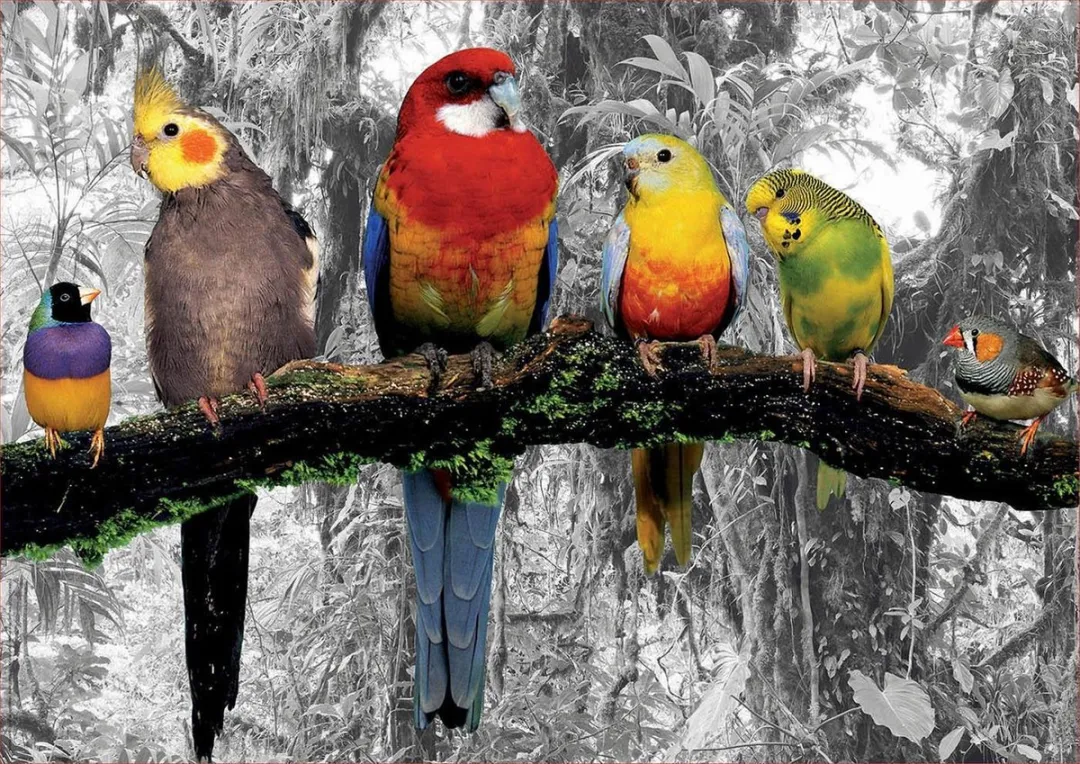 Educa Birds on the Jungle Puzzel 500 Stuks - Multicolor - afbeelding 2 van 2