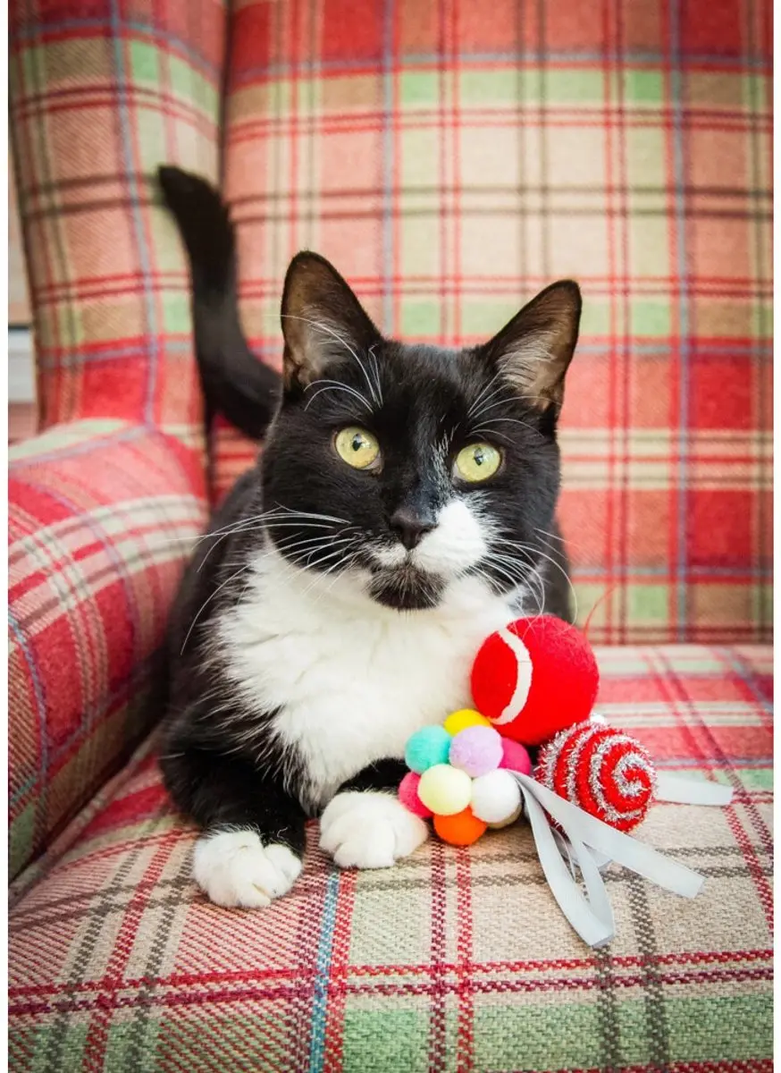 Rosewood Cupid & Comet Feestelijke Ballen Kattenspeelgoed - 8 stuks - afbeelding 2 van 3