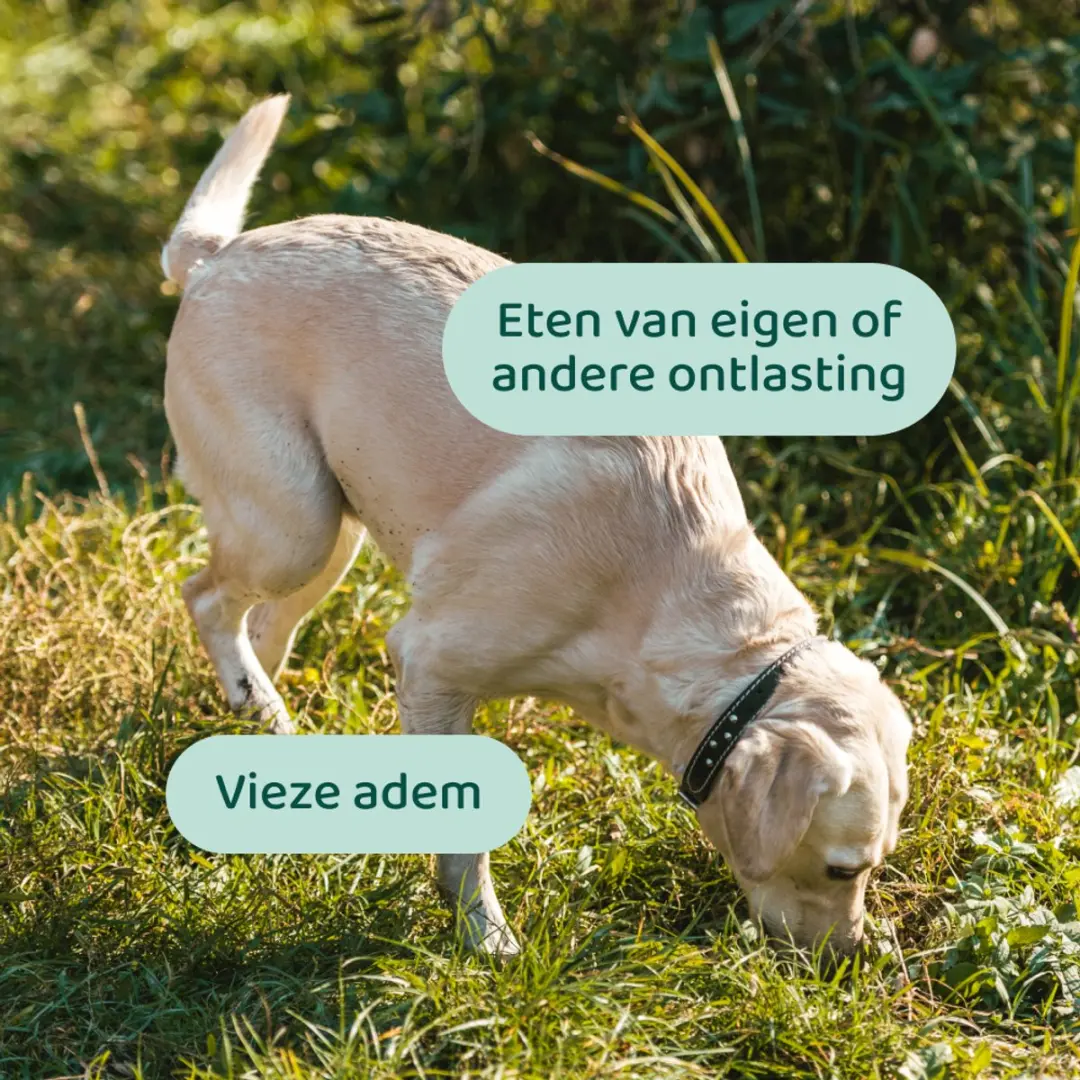DogSuppy Anti Poep Eten Snoepjes - 60 stuks - afbeelding 3 van 6