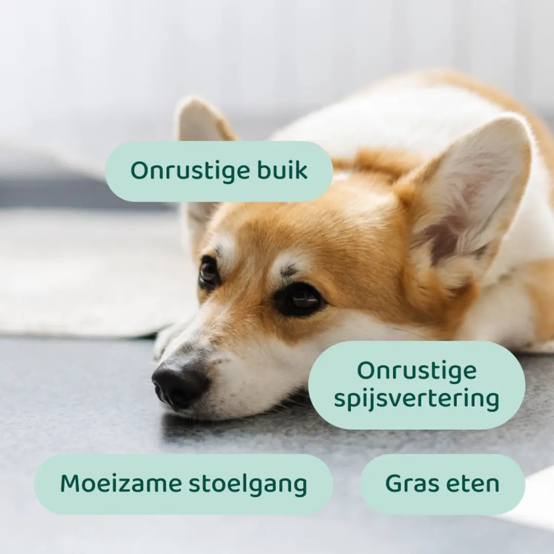 DogSuppy Probiotica Forte Kip - 60 snoepjes - afbeelding 3 van 6