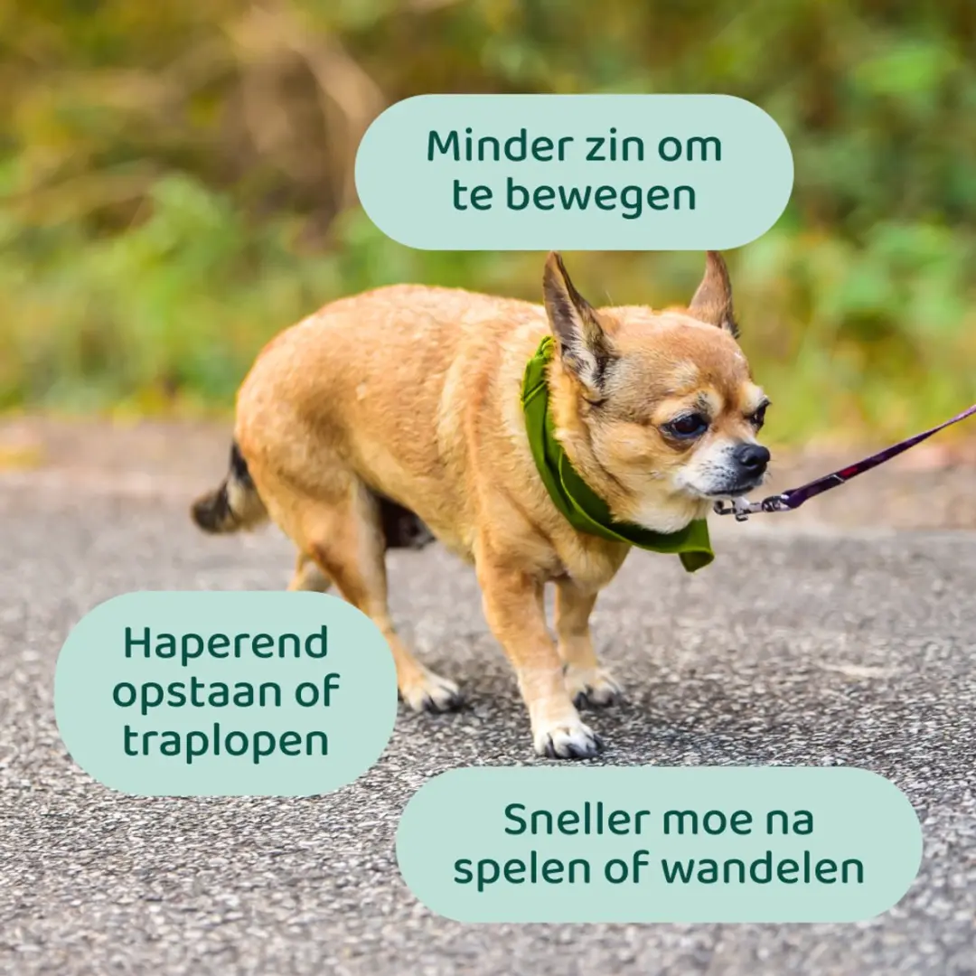 DogSuppy Heup & Gewrichten Snoepjes - 180g - 60 stuks - afbeelding 3 van 6