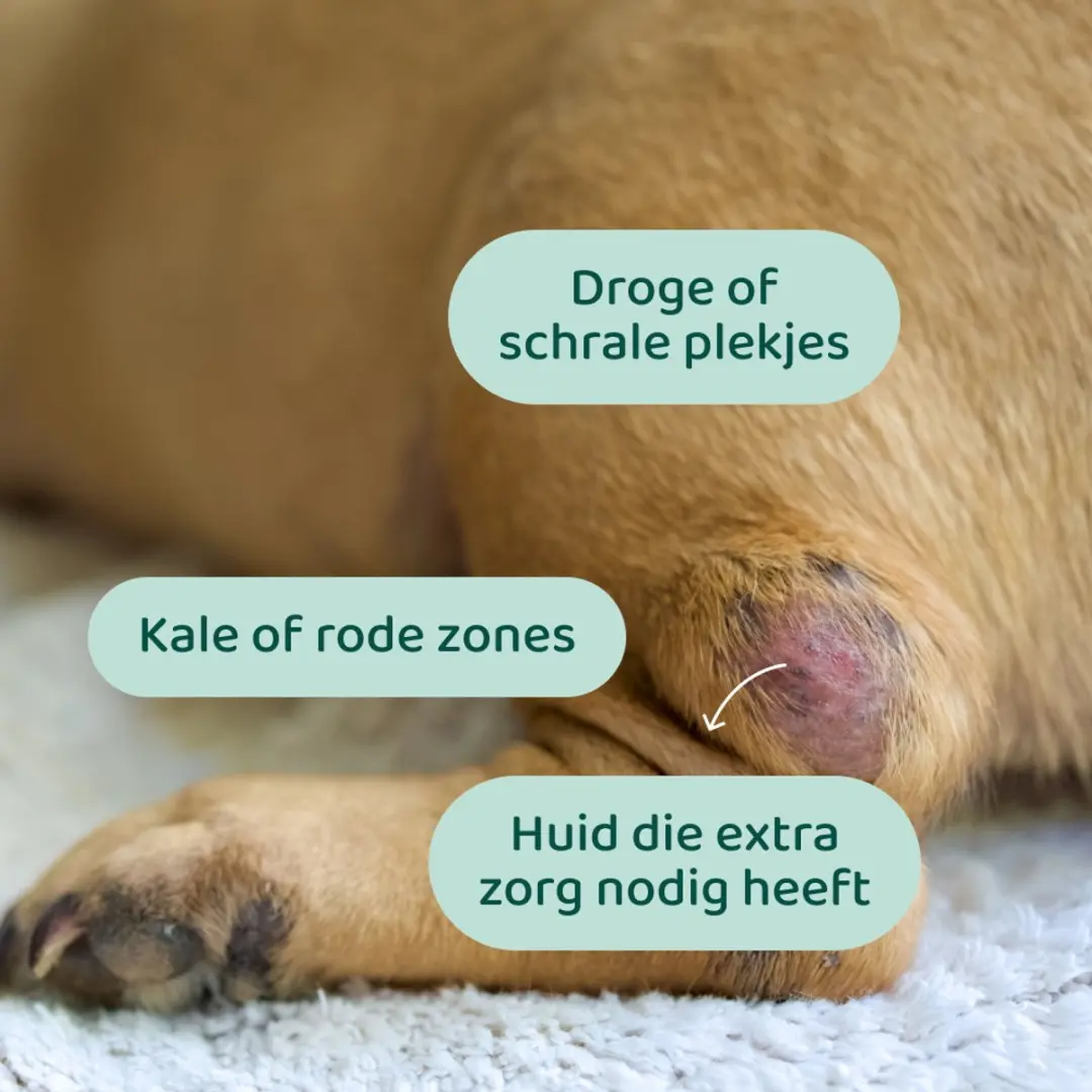 DogSuppy Honingzalf 125ml - afbeelding 3 van 6