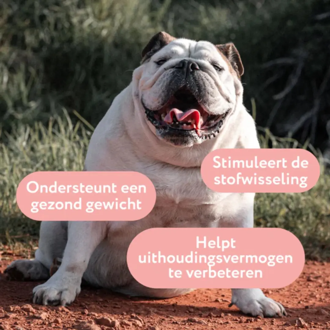DogSuppy Gezond Gewicht Support 100ml - afbeelding 2 van 6