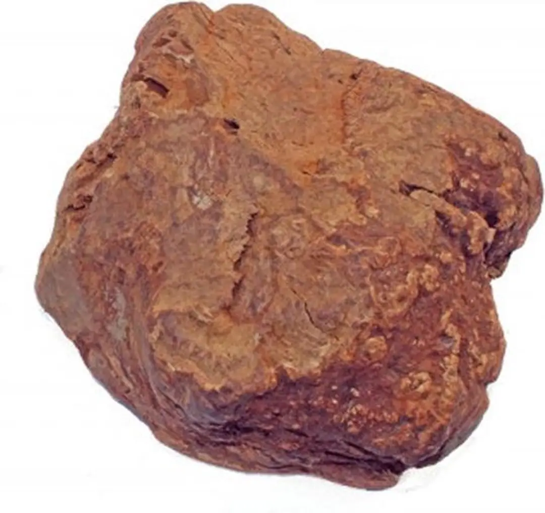 Olijfboom kauwwortel- 500-750 gram- L-hondensnacks-Animal King