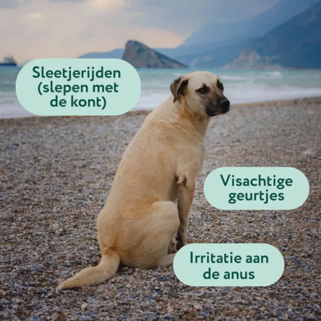 DogSuppy Grote Hond Anaalklieren - 90 snoepjes - afbeelding 6 van 6
