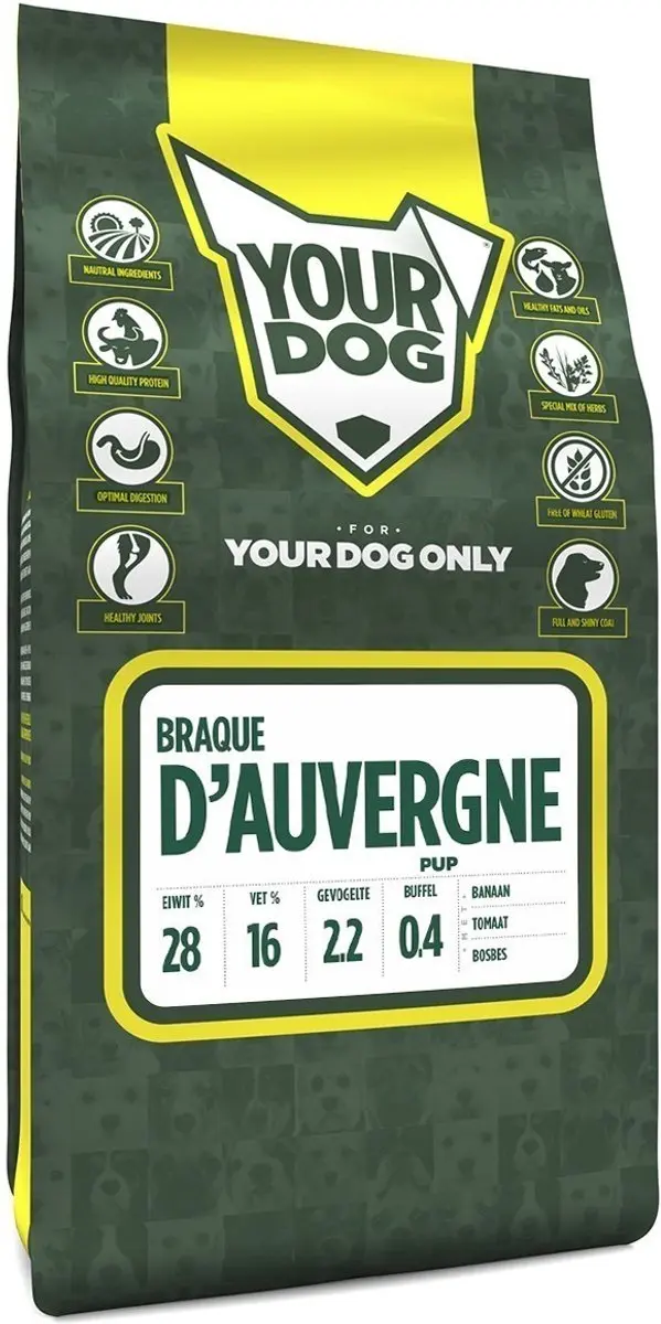 Yourdog braque d'auvergne pup