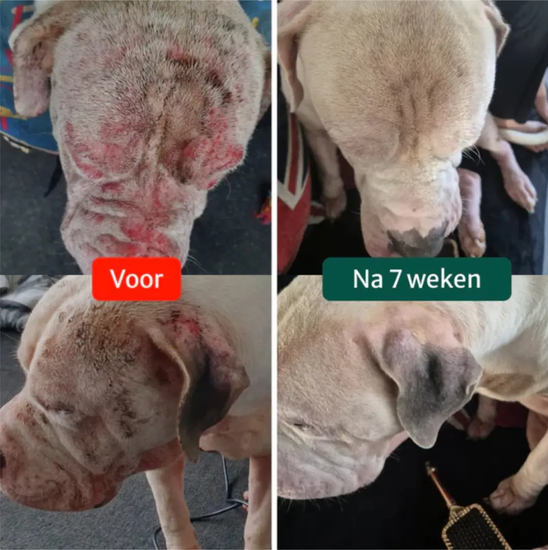 DogSuppy Anti Jeuk Probiotica met Rund - 60 stuks - afbeelding 4 van 6