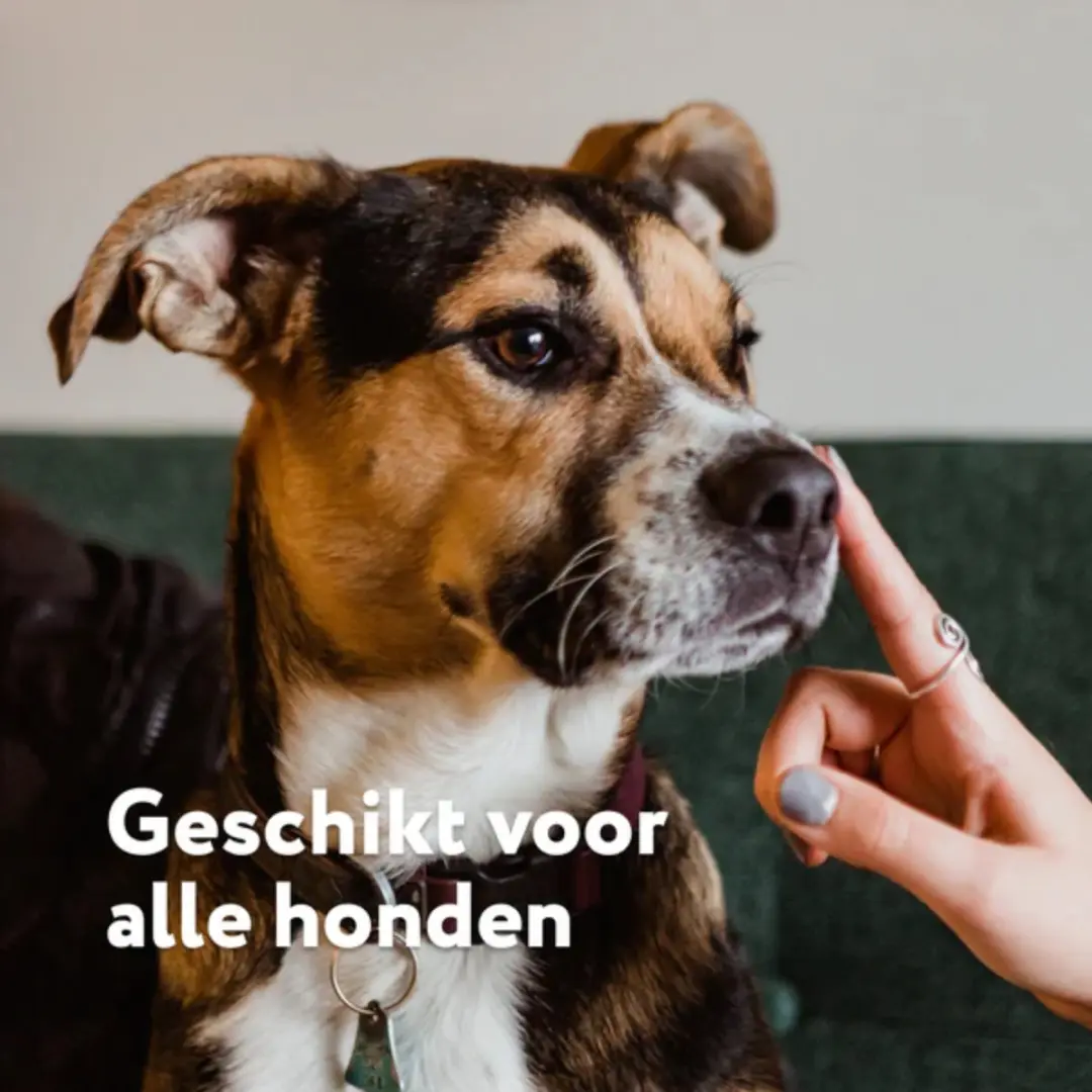 DogSuppy Neus- en Pootbalsem Hond 125ml - afbeelding 4 van 6
