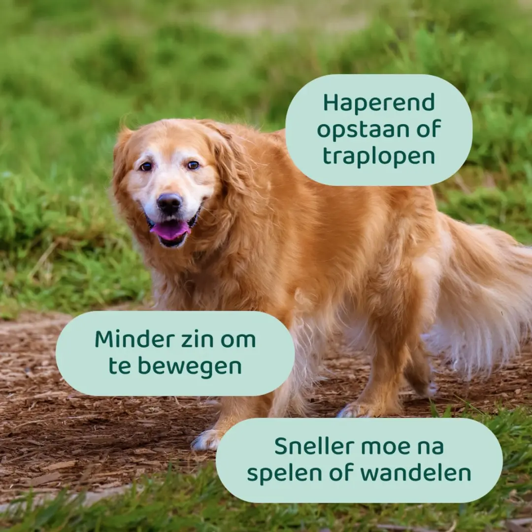 DogSuppy Grote Hond Heup & Gewrichten - 90 snoepjes - afbeelding 3 van 6