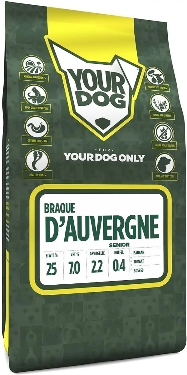 Yourdog braque d'auvergne senior