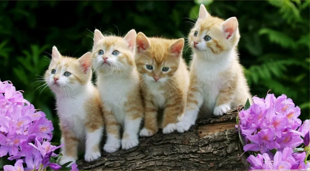 VDTOYS Diamond Painting VDTA066 Kittens 1