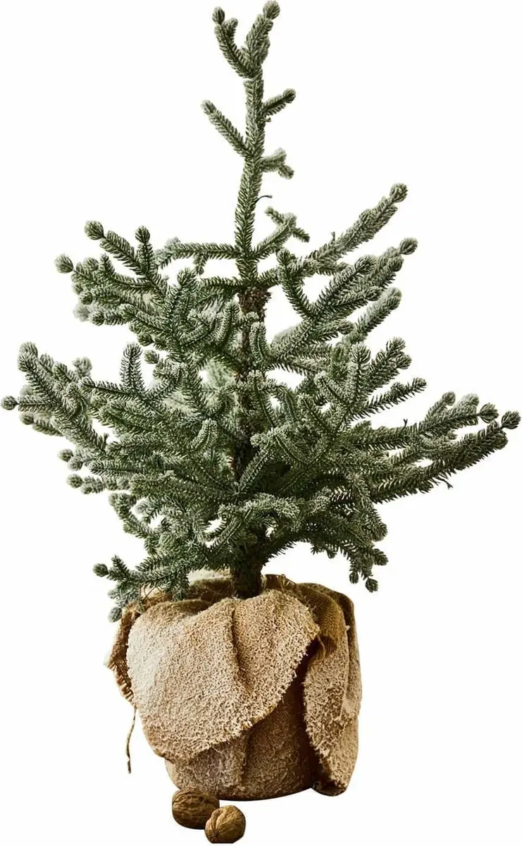 Loberon Sierboom Glenda