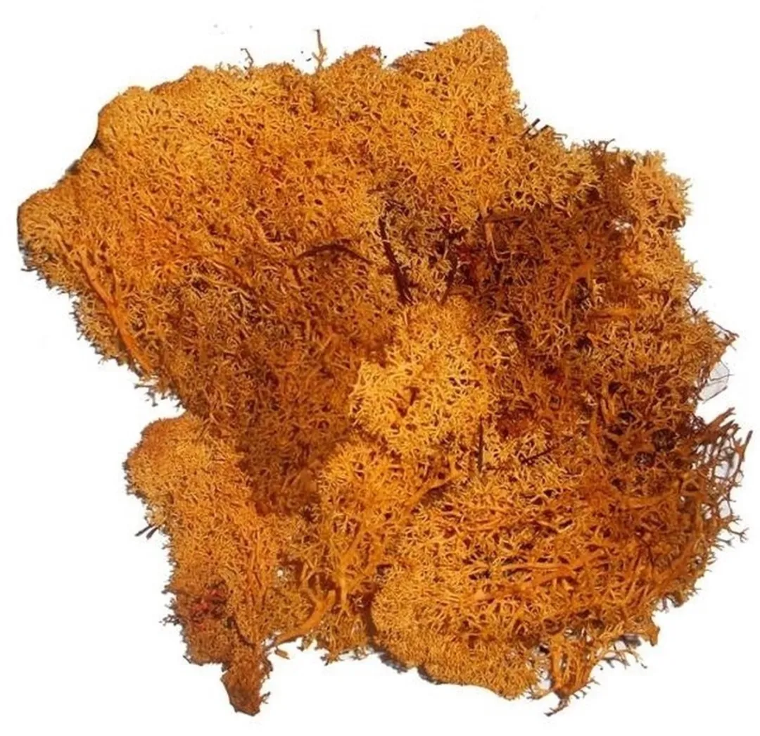 Glorex Hobby Nep Mos Oranje