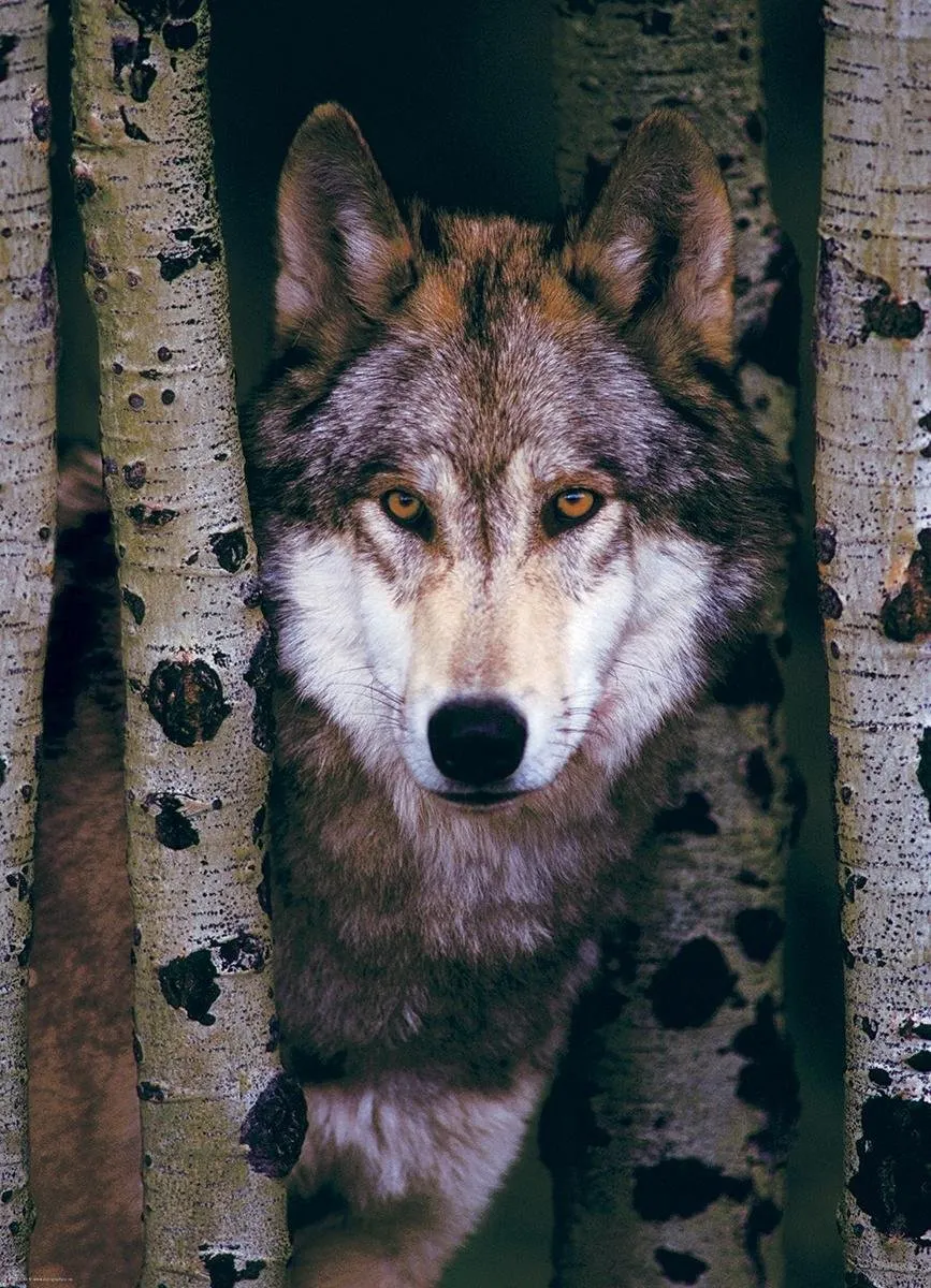 Eurographics Gray Wolf Puzzel 1000 Stuks - Meerdere kleuren