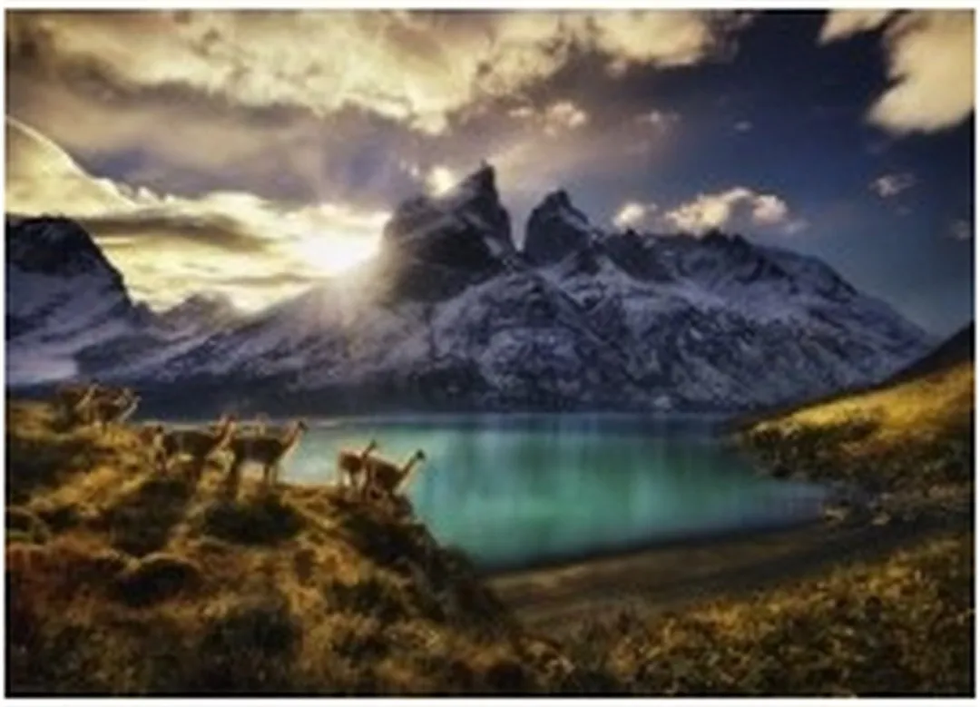 Heye Guanacos Puzzel 1000 Stuks