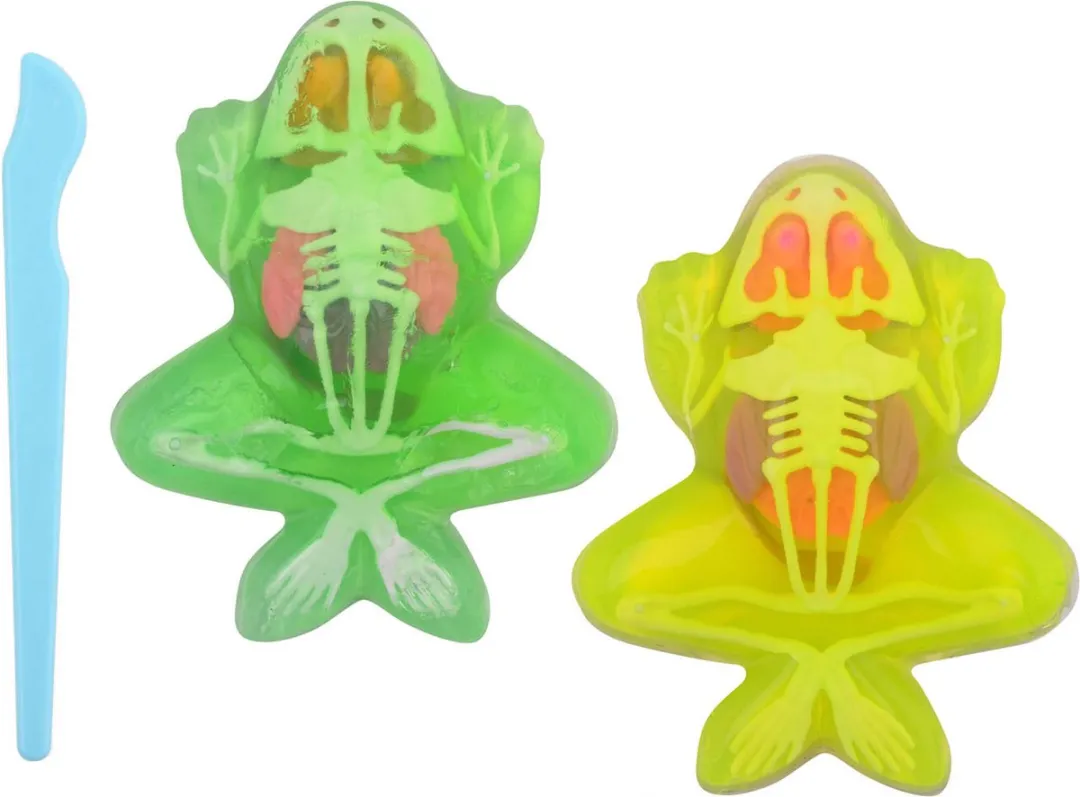Johntoy Science Kikker Anatomie Slijm