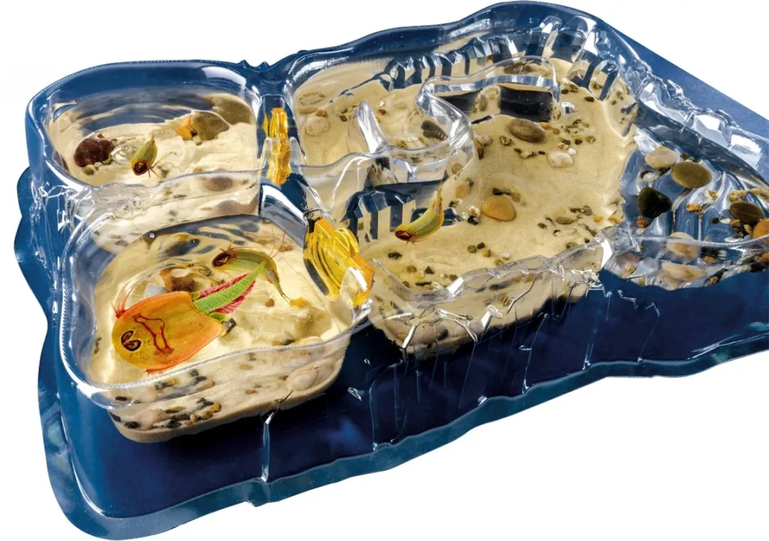 Kosmos Triops World 616748 Experimenteerset - Multikleurig - afbeelding 6 van 6
